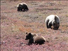 Sow and cubs, Denali National Park